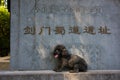 My Poodle Dog at the Relic of Jianmen Path to Sichuan Royalty Free Stock Photo
